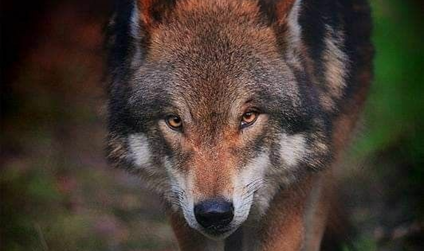 LOUP ABANDONNÉ... [BL]