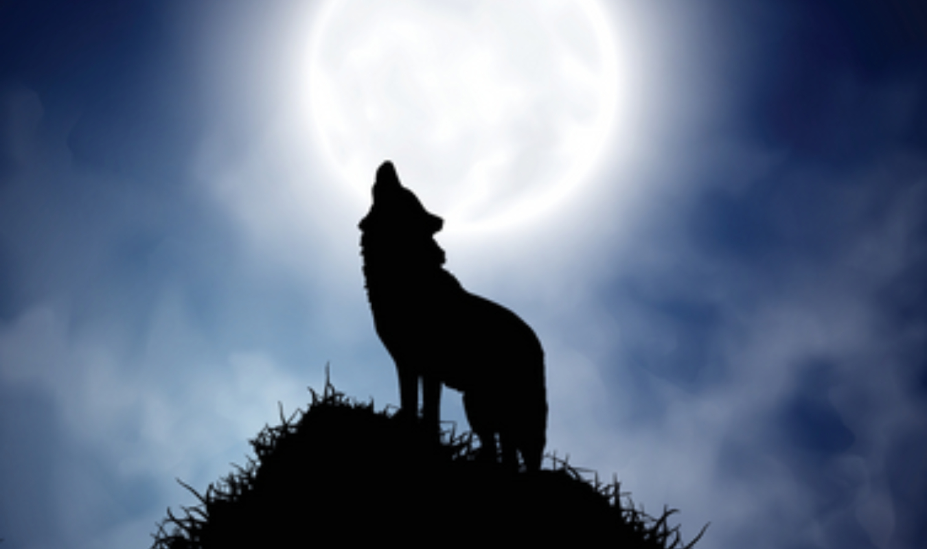 Princess of the wolf