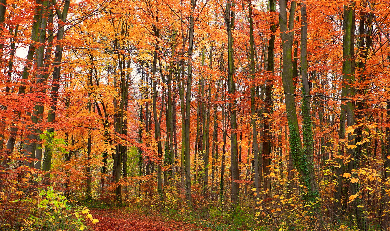 La paria et l'invisible
