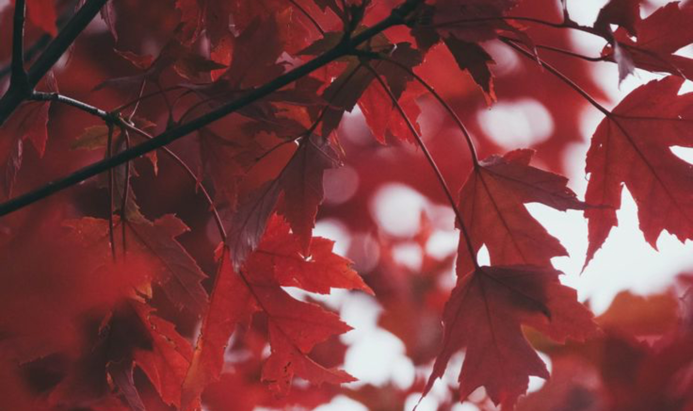 Les feuilles s'envolent en automne 