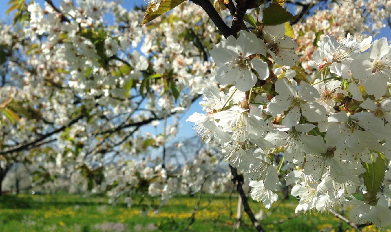 Les Cerisiers de la Frissonnière