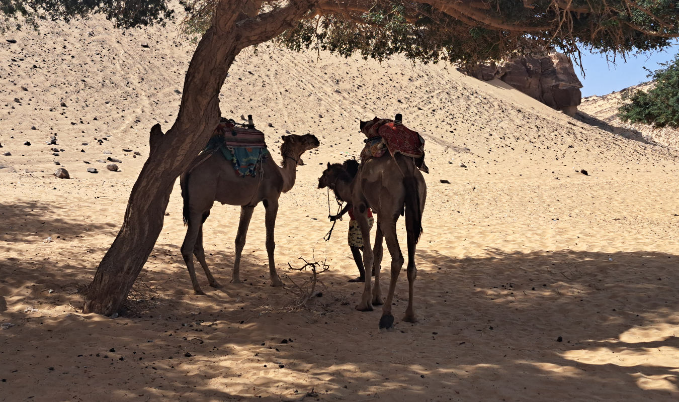 Par-delà le chagrin