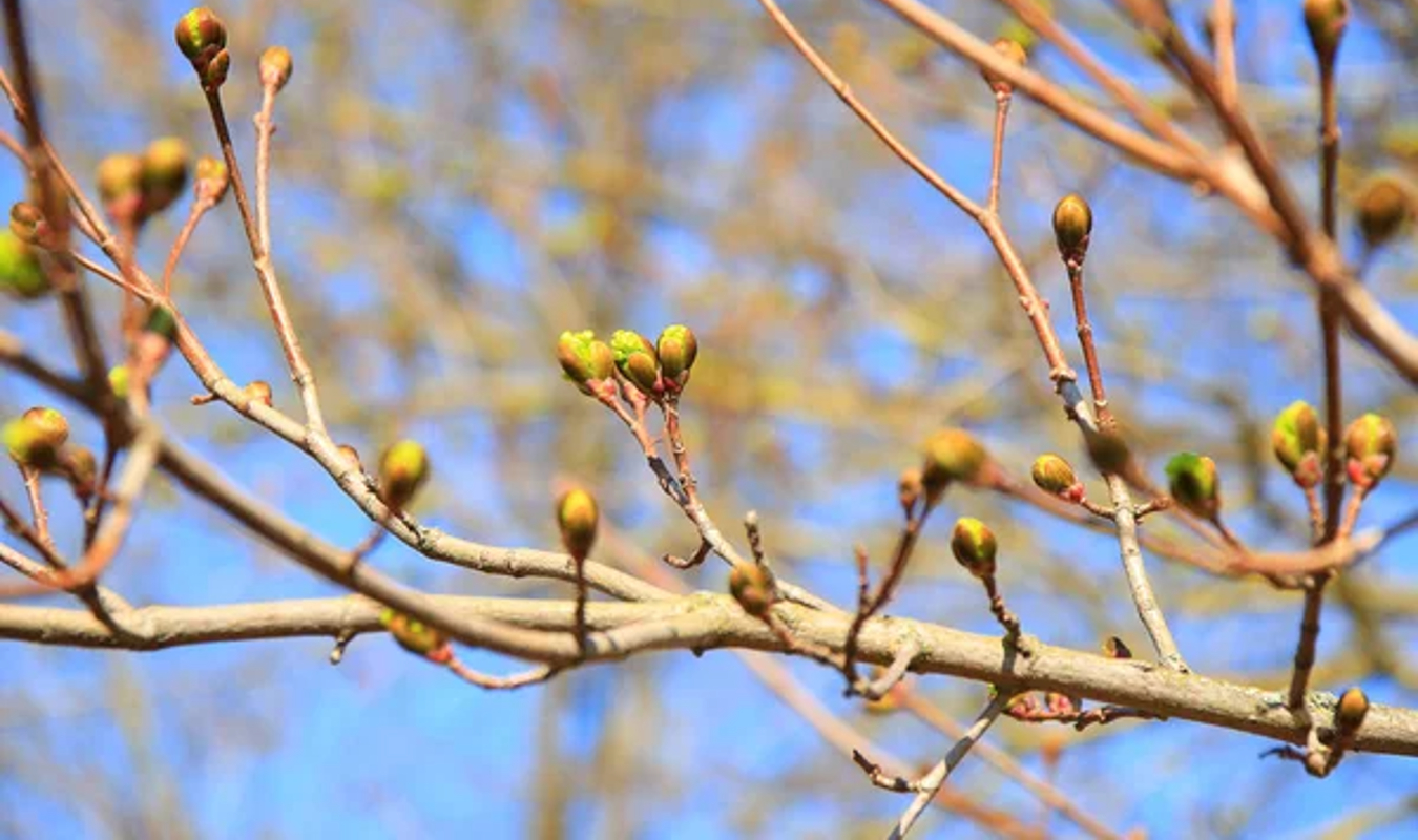 Les bourgeons printaniers fleurissent au soleil