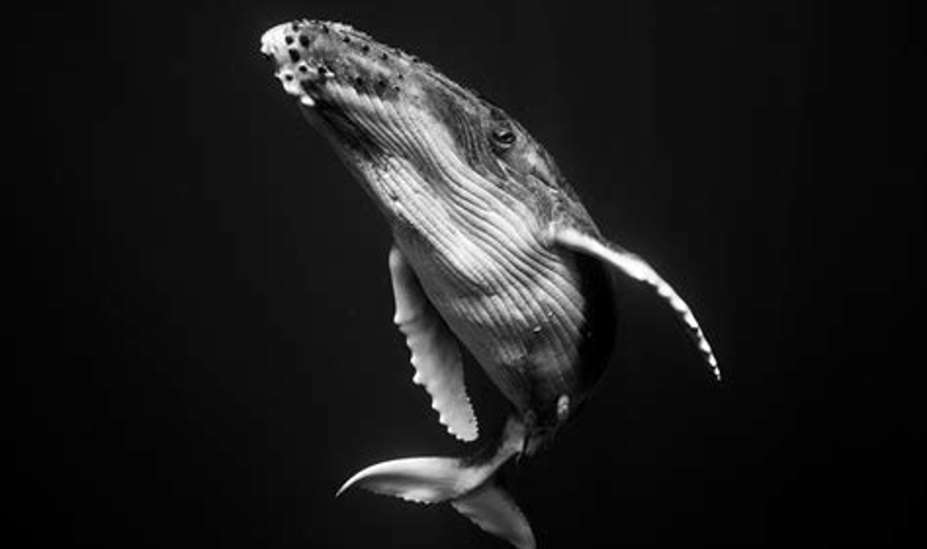 Les larmes de la baleine