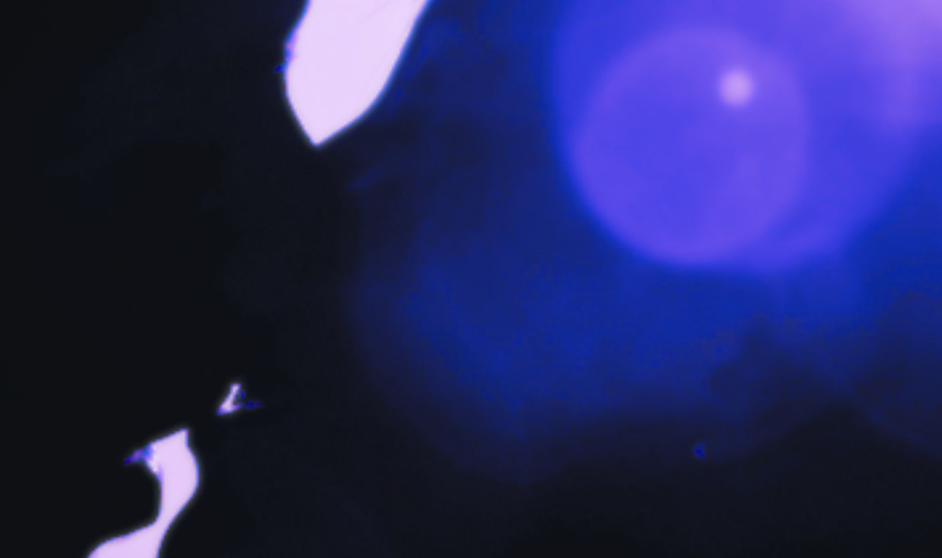 L'Idole de mon coeur