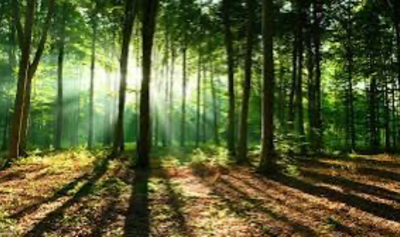 Les forêts de l’ombre 