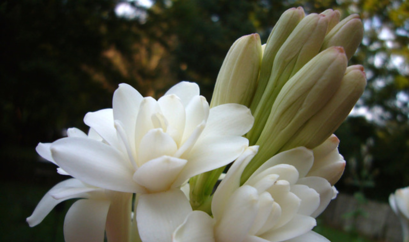 Quand refleurit la tubéreuse