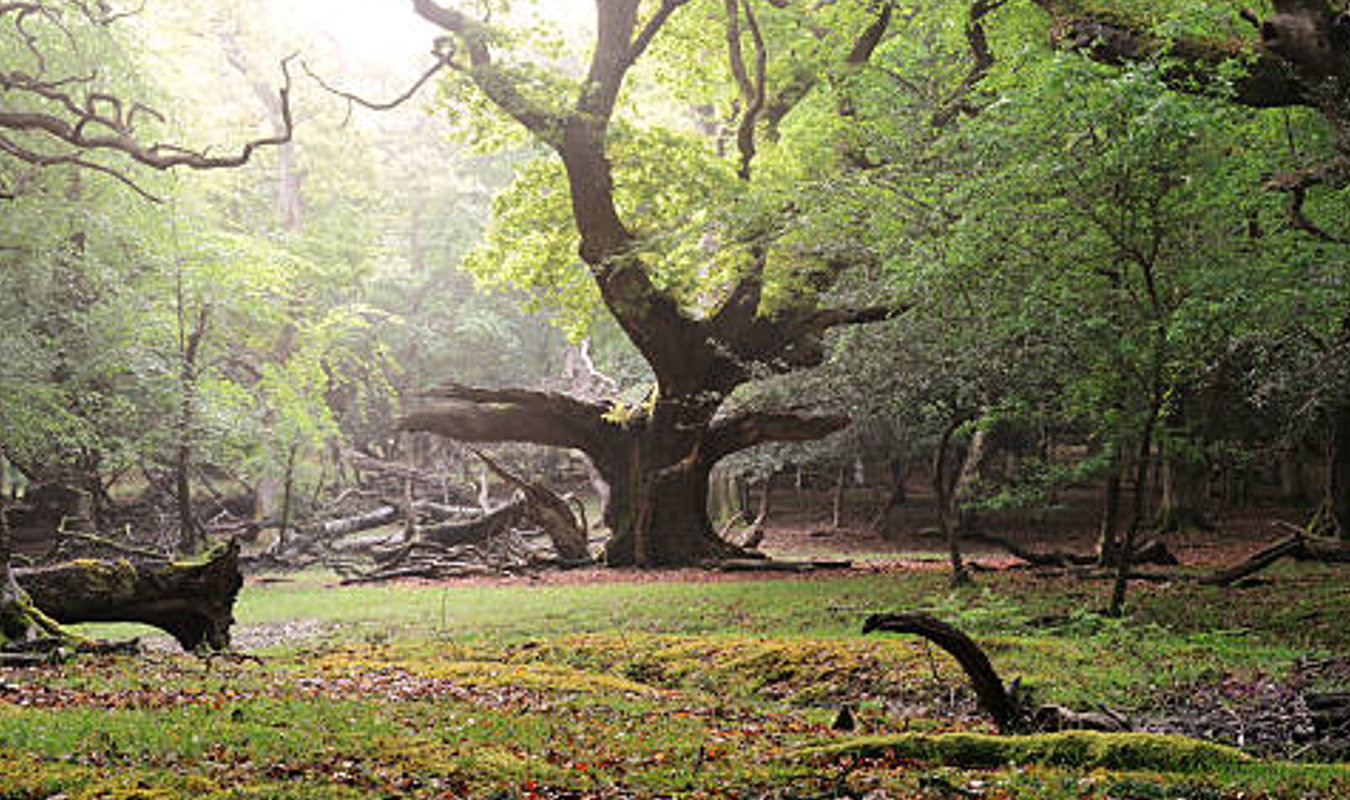 Violèt, prêtresse libre et sauvage 