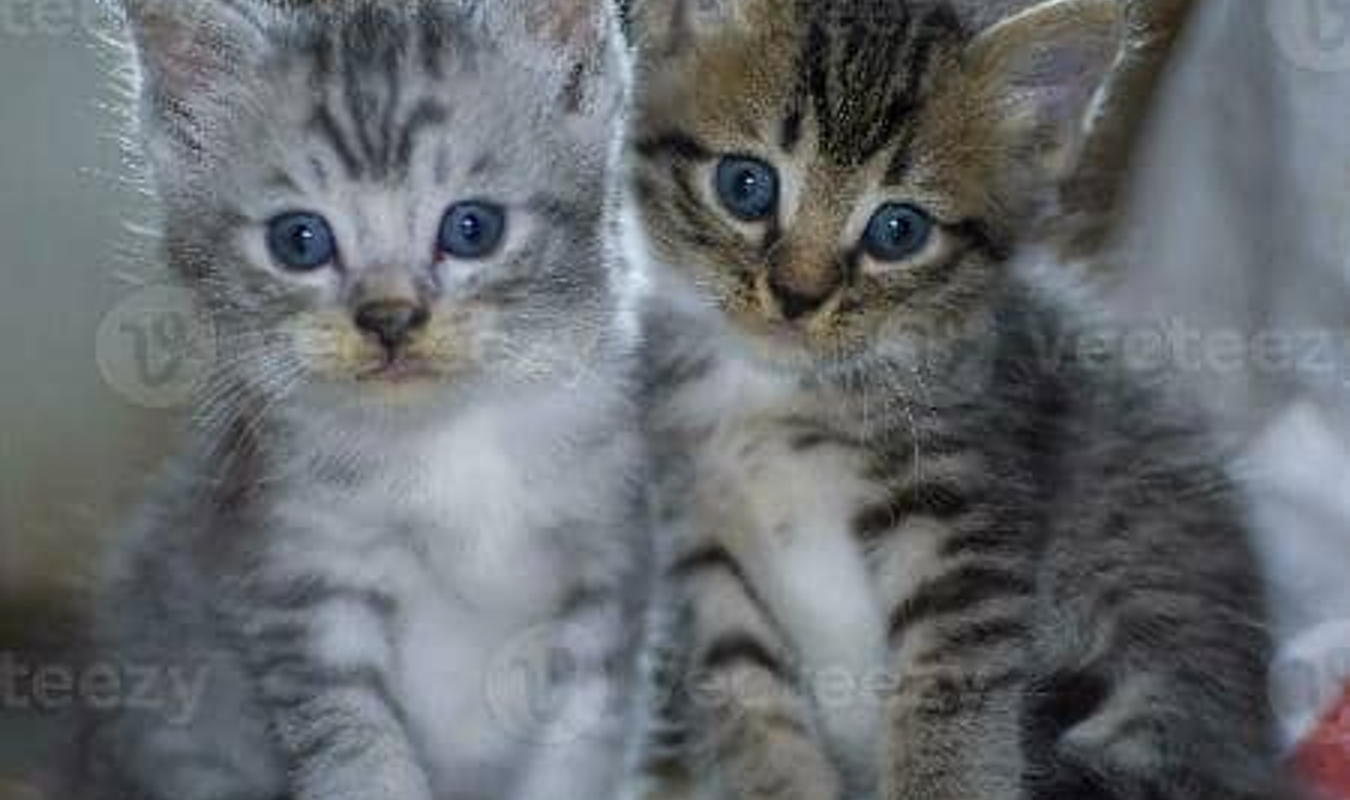 La dernière bataille 