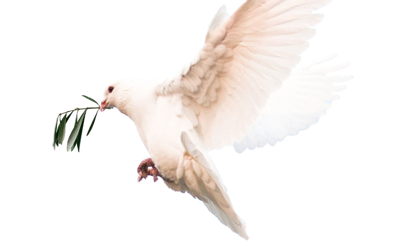 Leïla, à armes légales