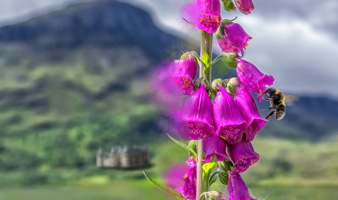 Le Rêve de l'oneiros