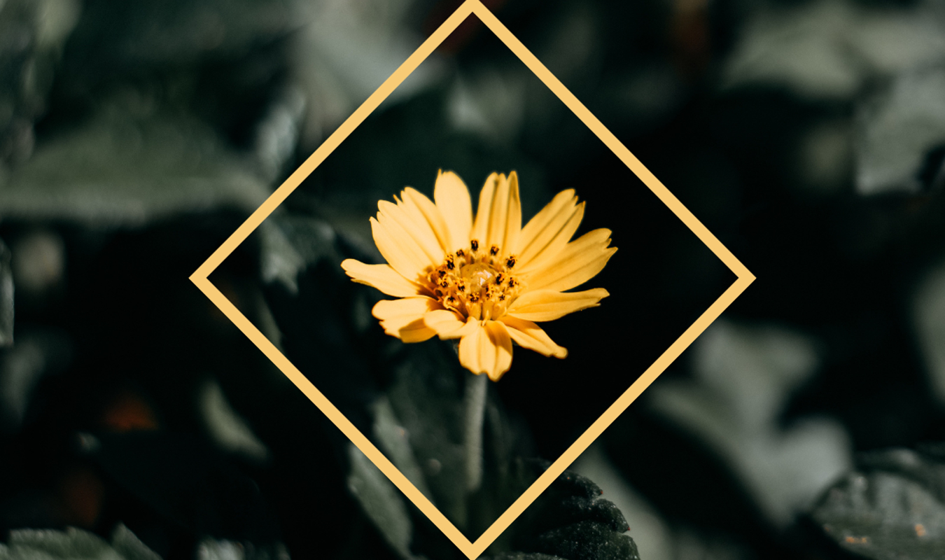 La Princesse au Jasmin