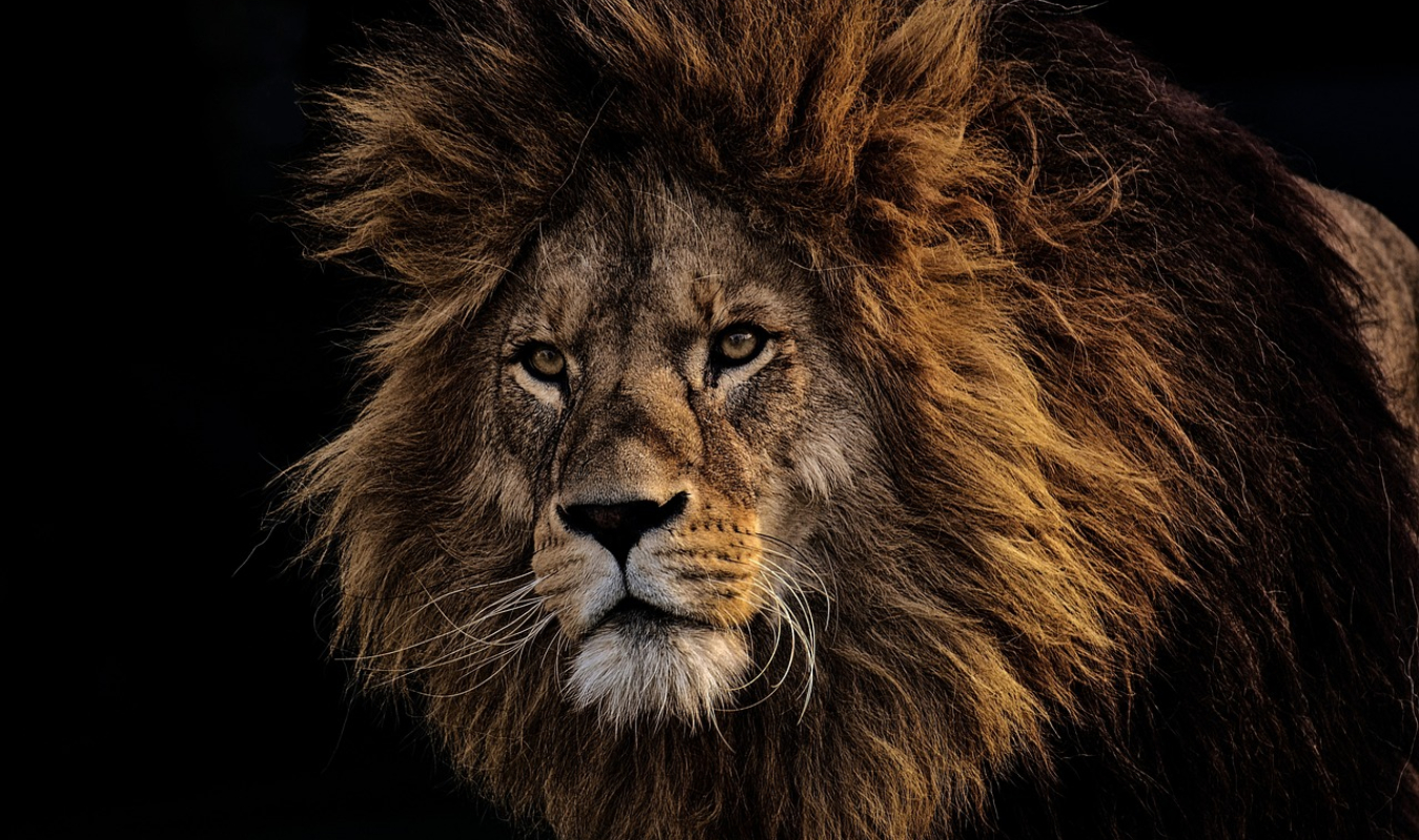 Le lion sans langue