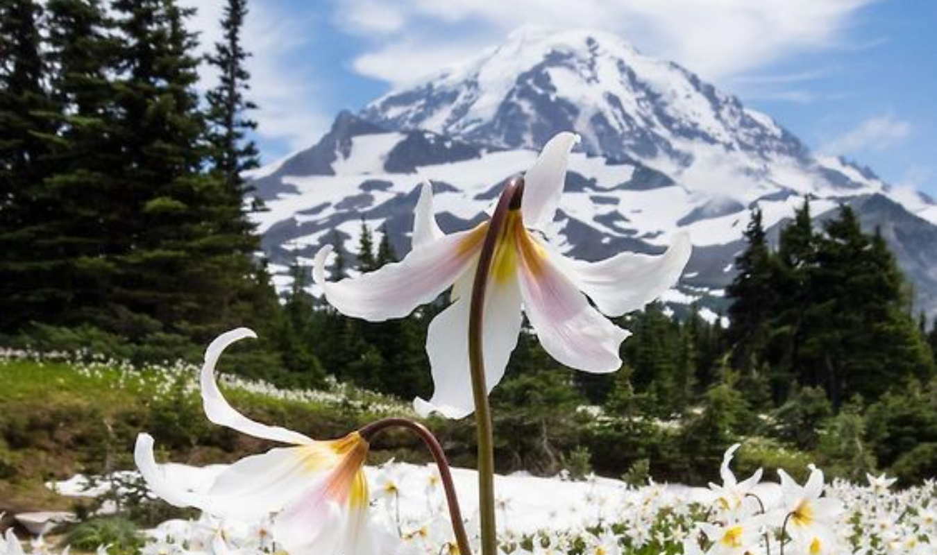 UN LYS DANS LA GUEULE DE LOU
