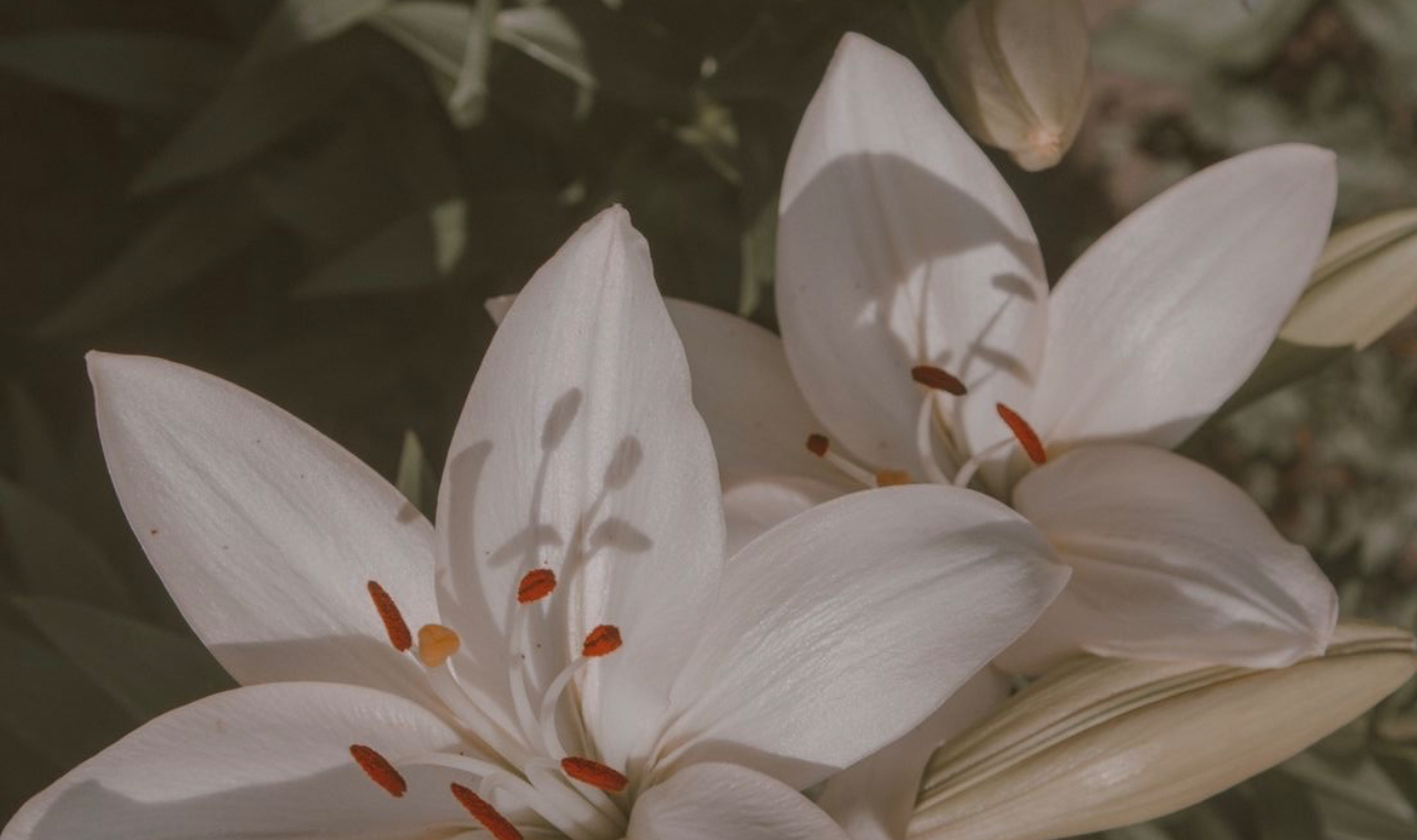 Le plan de l’existence 