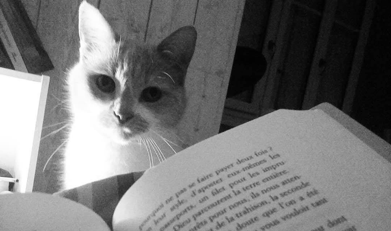 Le choix du chat fyctia