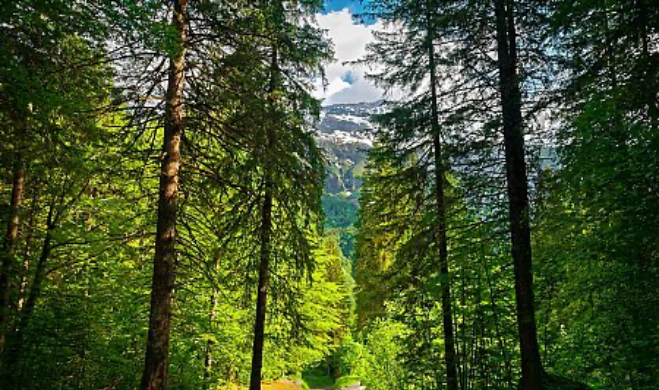 Nous n’irons plus au bois