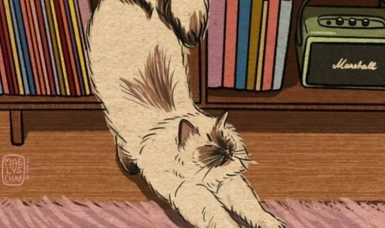 Entre toits & ronrons, une romance au coin de la rue