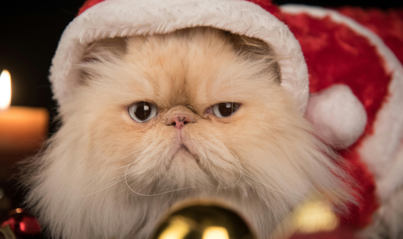 Noël, la vieille fille et son chat !