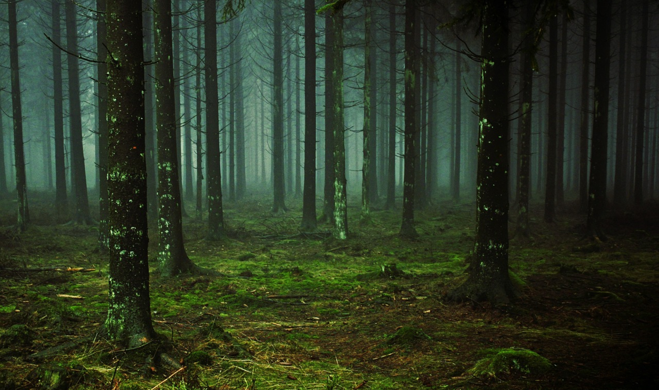La disparue de la forêt