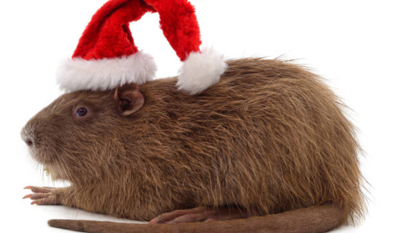 Mon copain, le ragondin