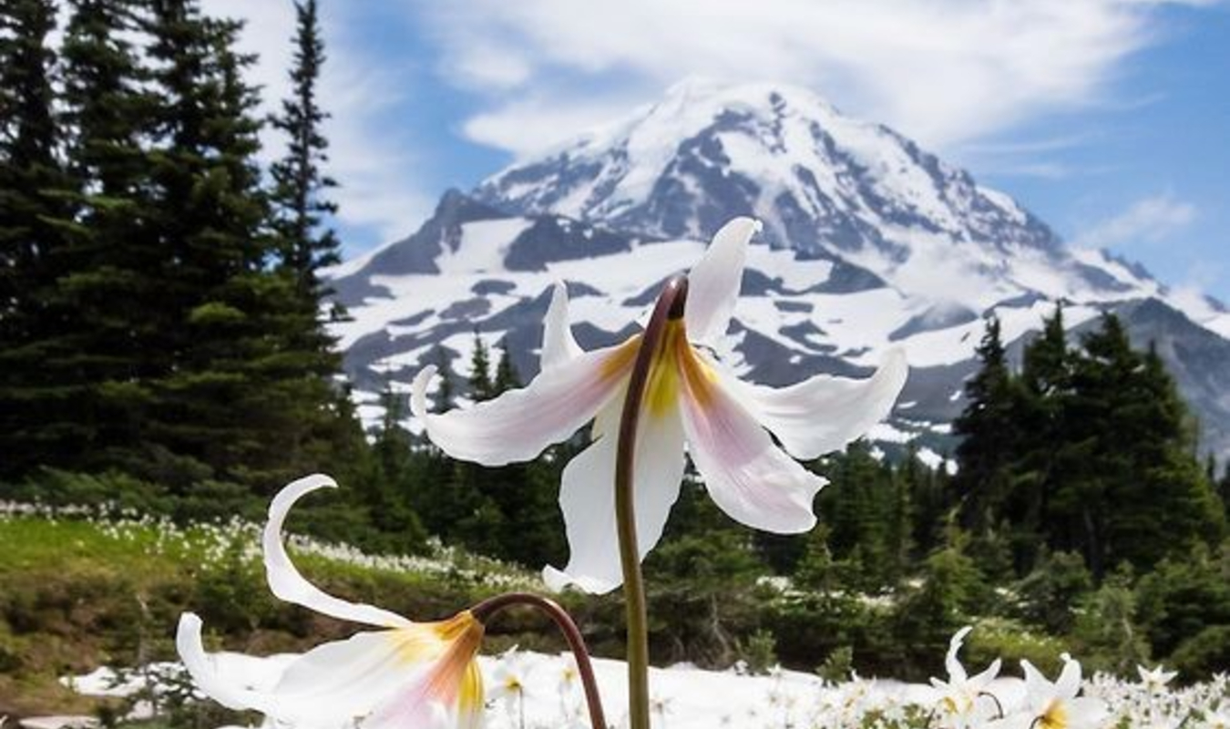 Quand un lys des montagnes rencontre une rose de Noël…