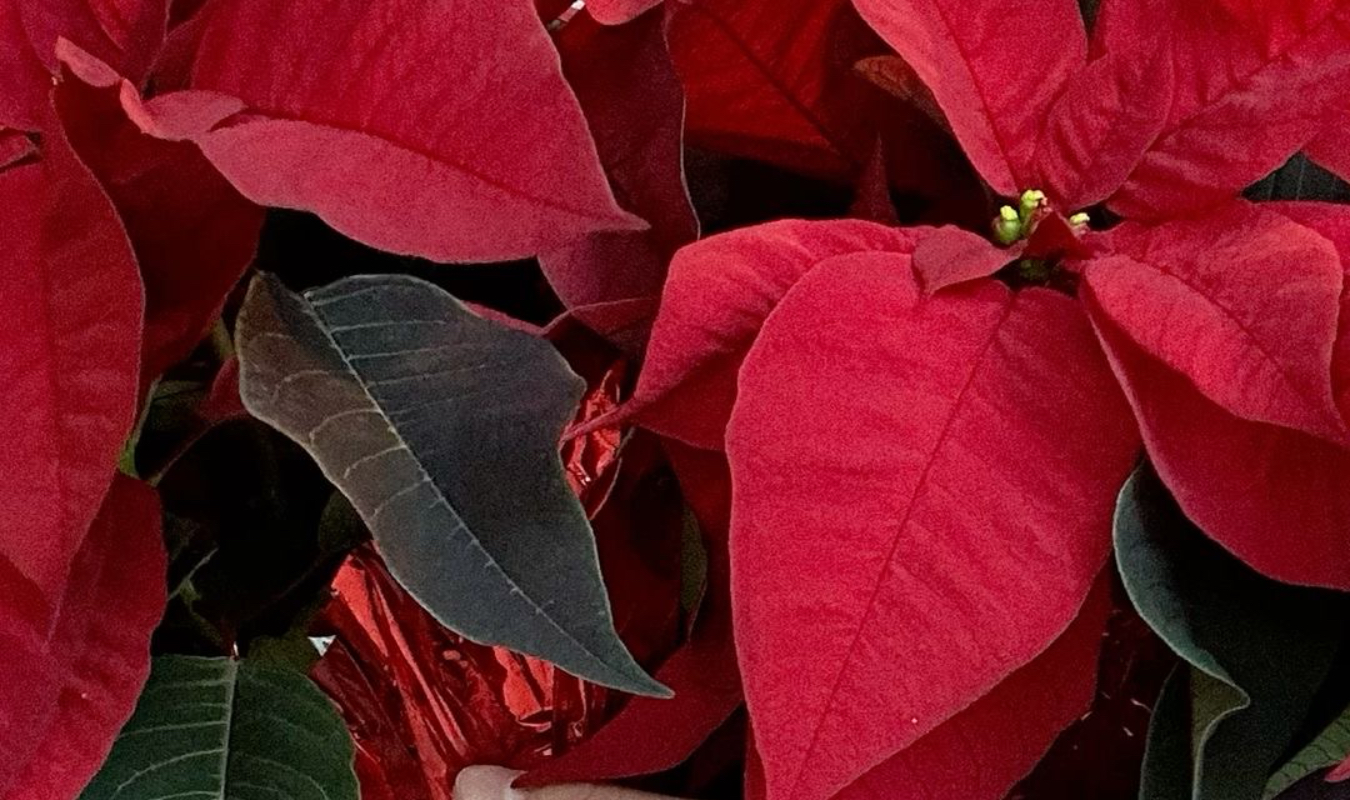 Un Poinsettia Pour Deux 