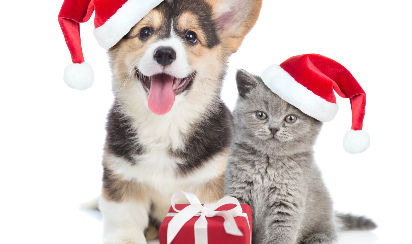 Noël et ses animaux