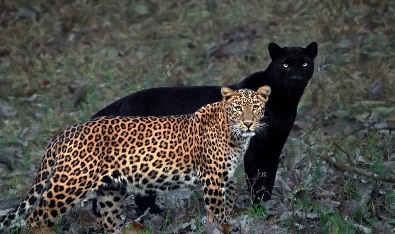 H. ch JF. pour relation sérieuse