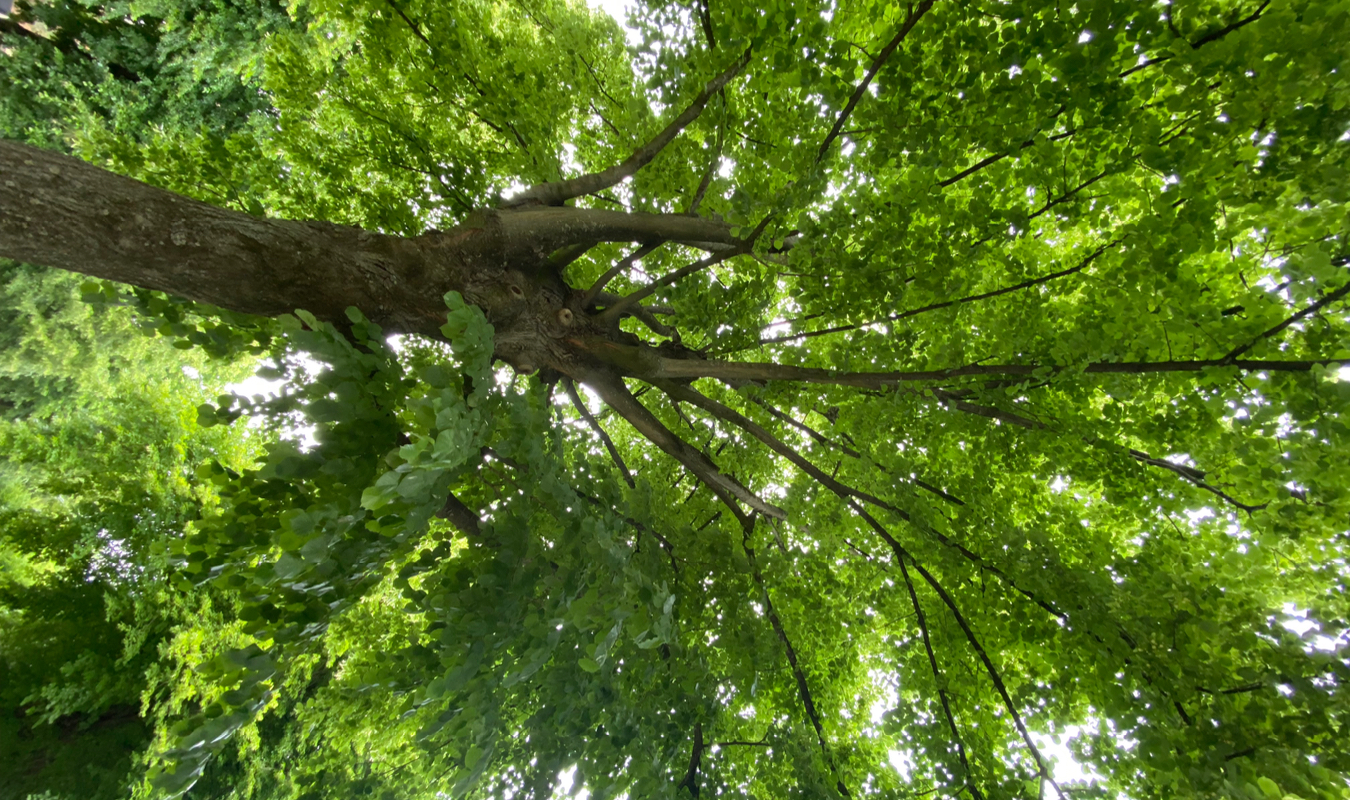 Le murmure des premiers nés