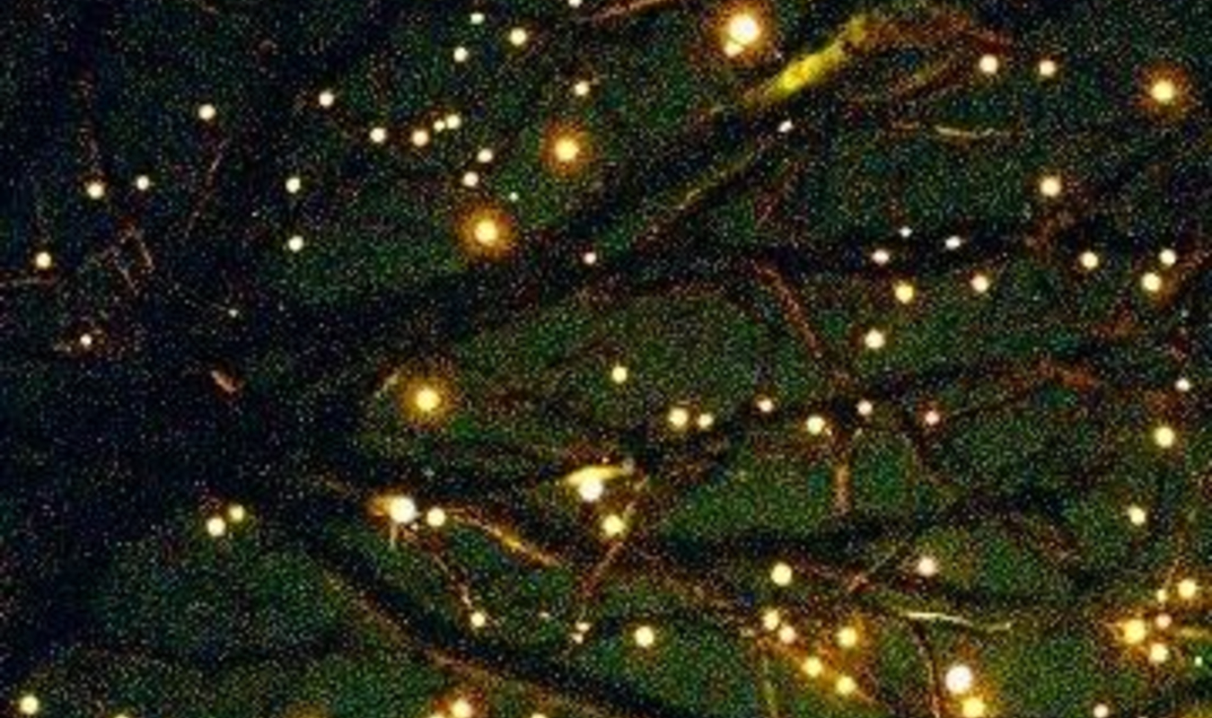 Là où dorment les lucioles