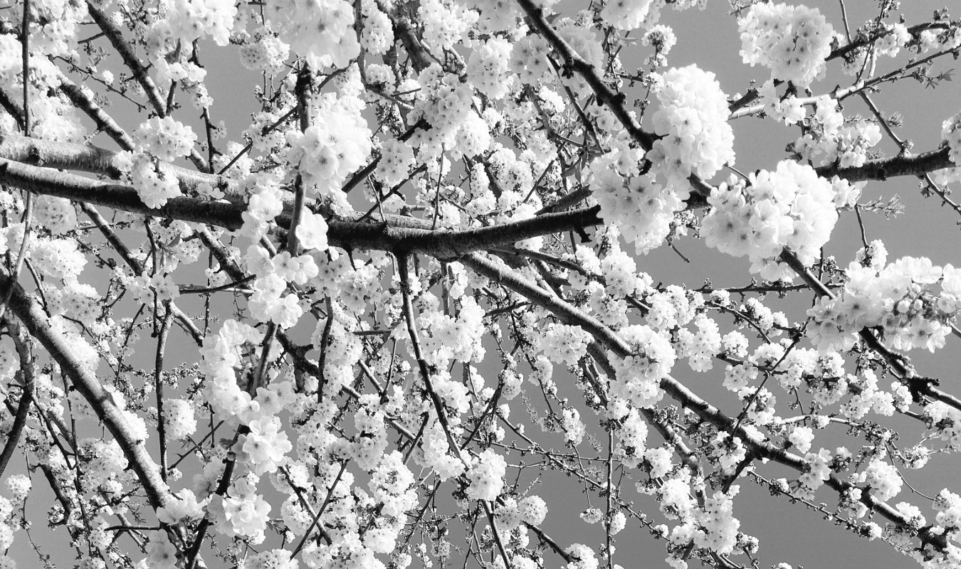 Le silence est d'or ... 