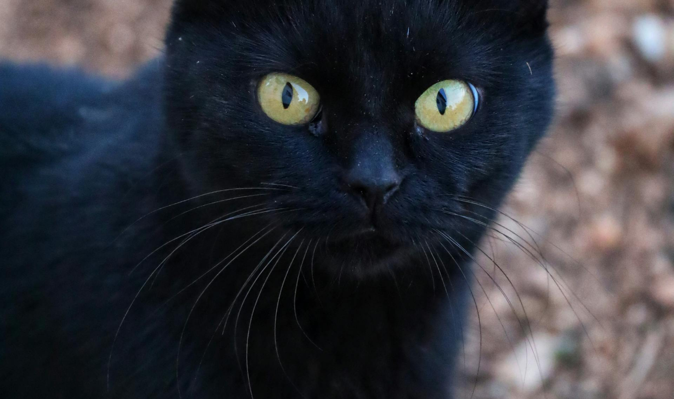 Les contes du chat complètement perché