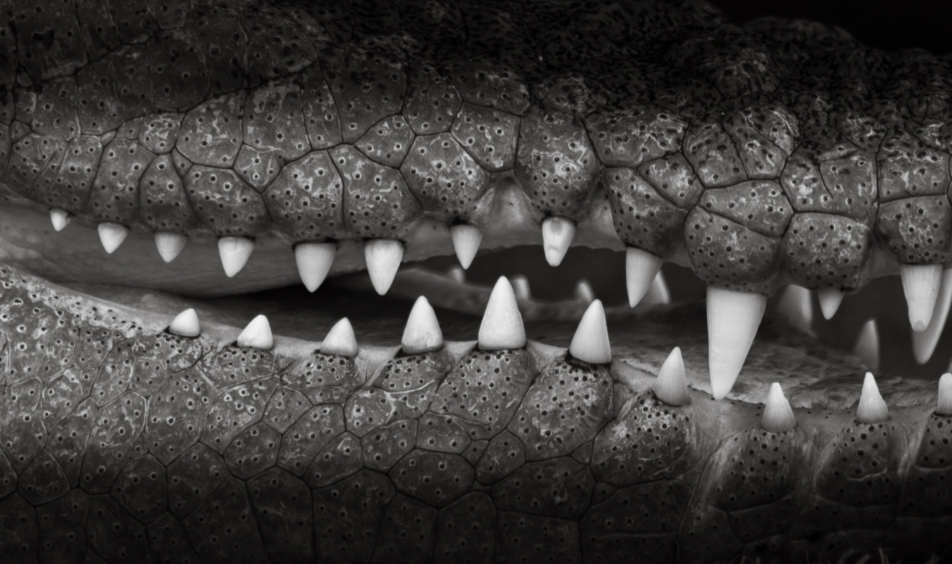 Dans la gueule du crocodile