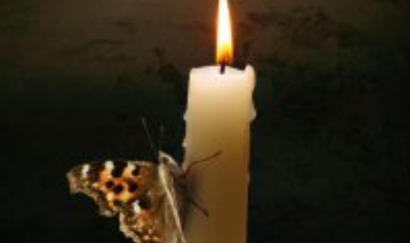 Les ailes froissées des papillons