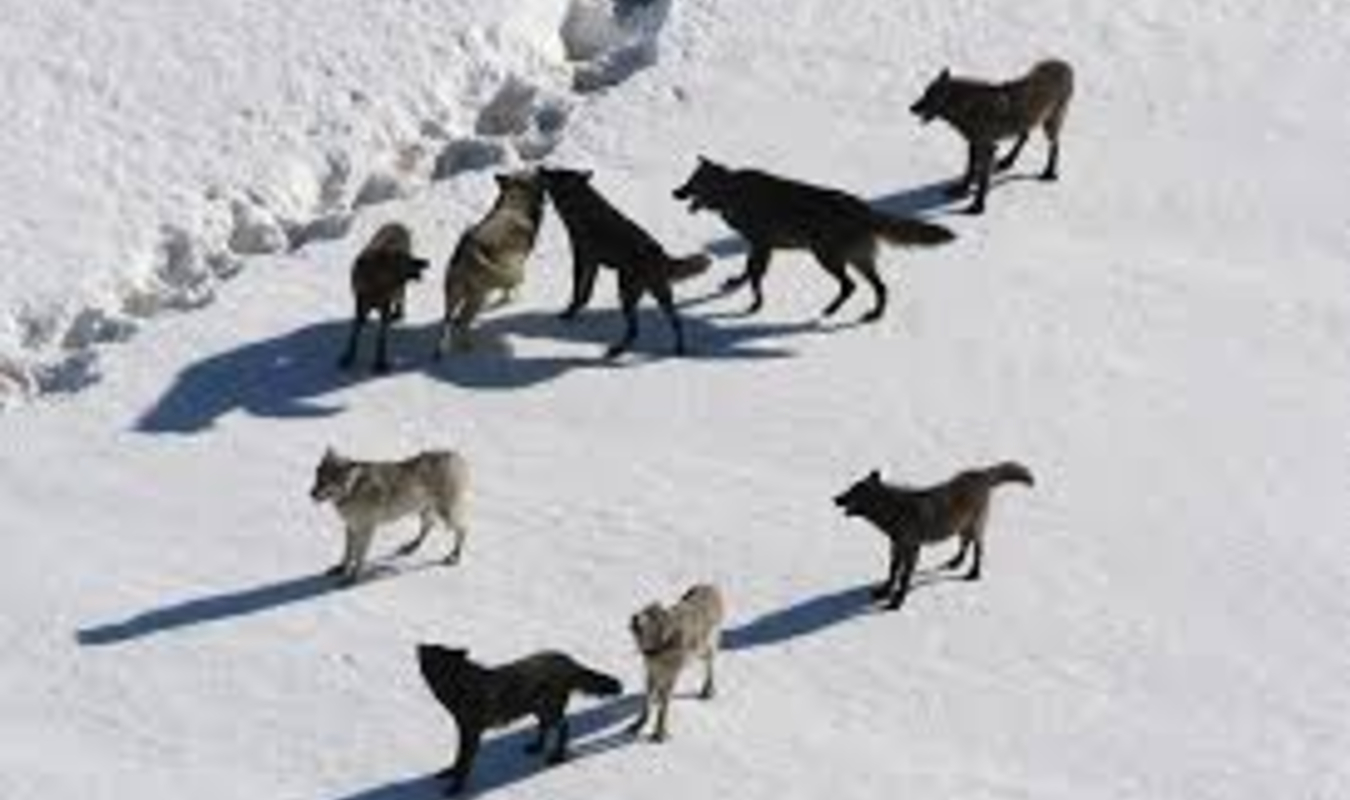 LES CHIEN°NE°S SAUVAGES