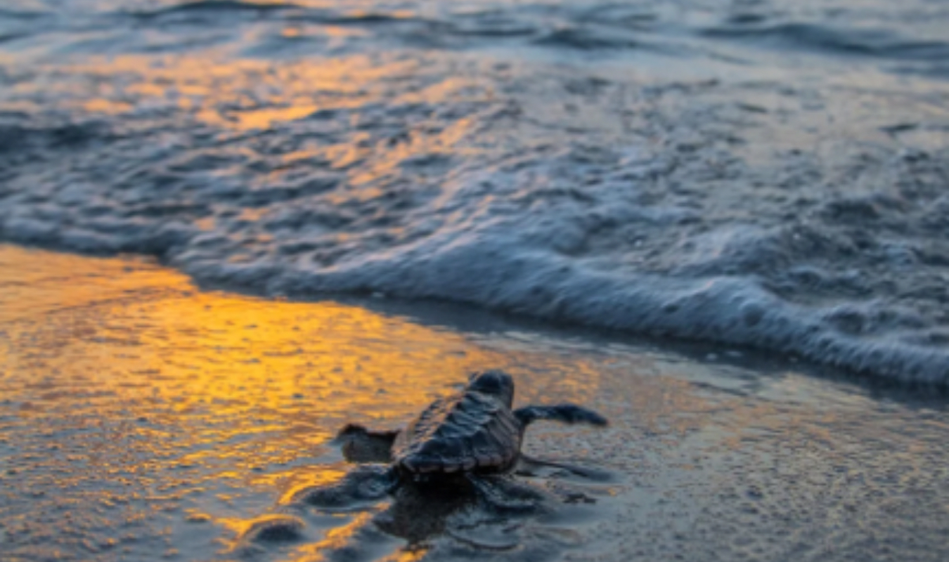 Le Complexe de la Tortue