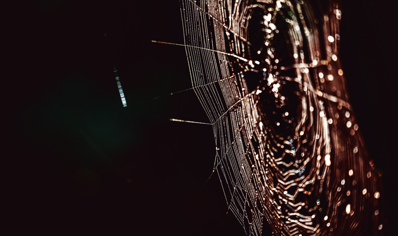 La Sororité des Aranéides