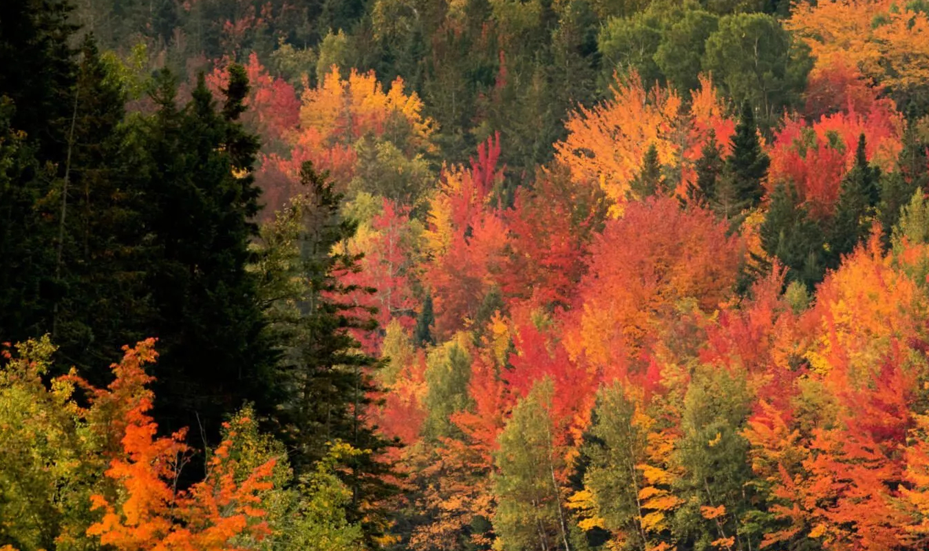 Before November
