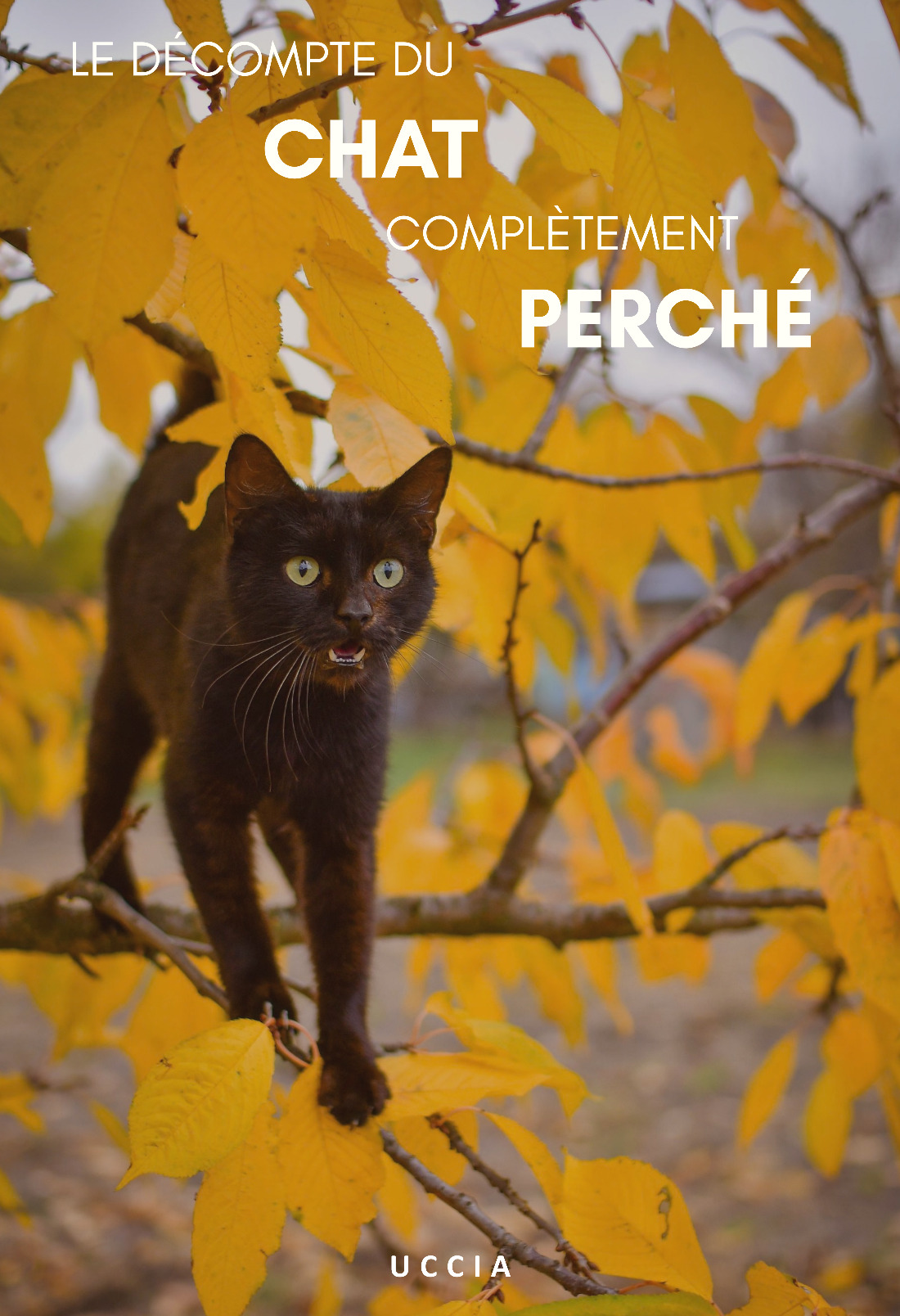 Le décompte du chat complètement perché