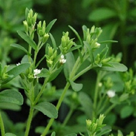 Stevia1a | HealthMasters