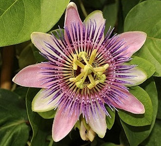 Metagenics NeuroCalm Contains Passion Flower 10% off RRP | HealthMasters