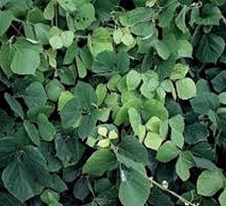 Metagenics NeuroCalm Contains Kudzu Vine | HealthMasters