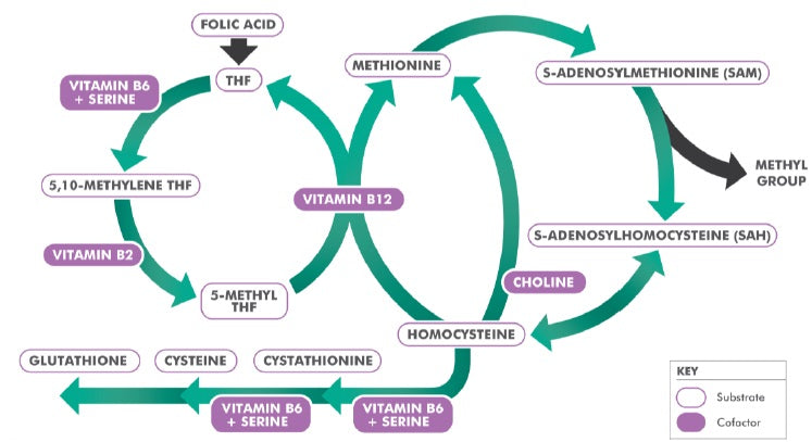 Metagenics Metagen Methyl-Active Technical Data Figure 2