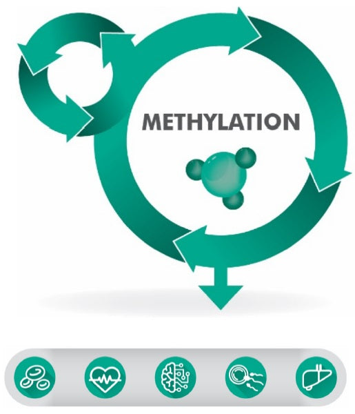 Metagenics Metagen Methyl-Active Technical Data Figure 1