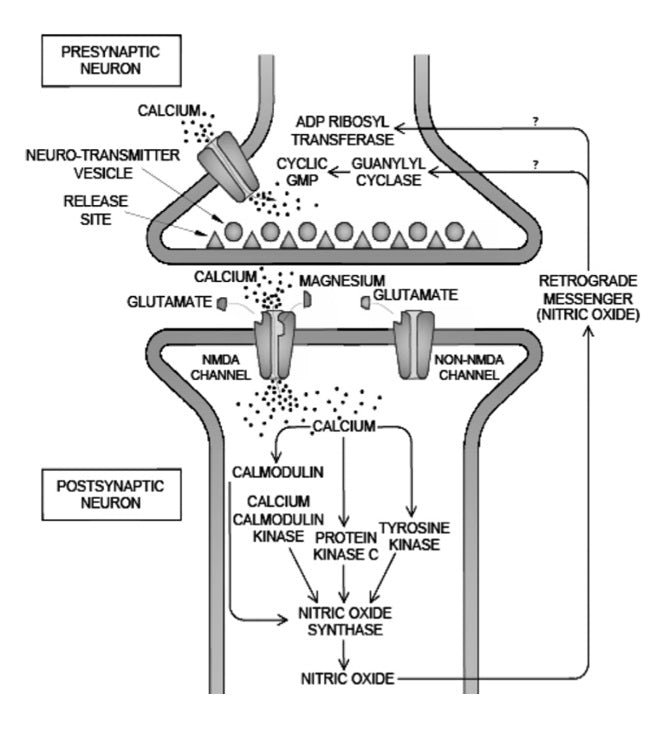 Metagenics CalmX Figure 4: The role of magnesium in regulating calcium ion flow and neurotransmission.