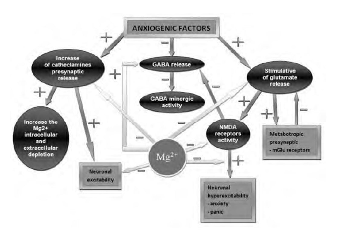 Metagenics CalmX Figure 3: Magnesium’s mechanism of action in anxiety and panic
