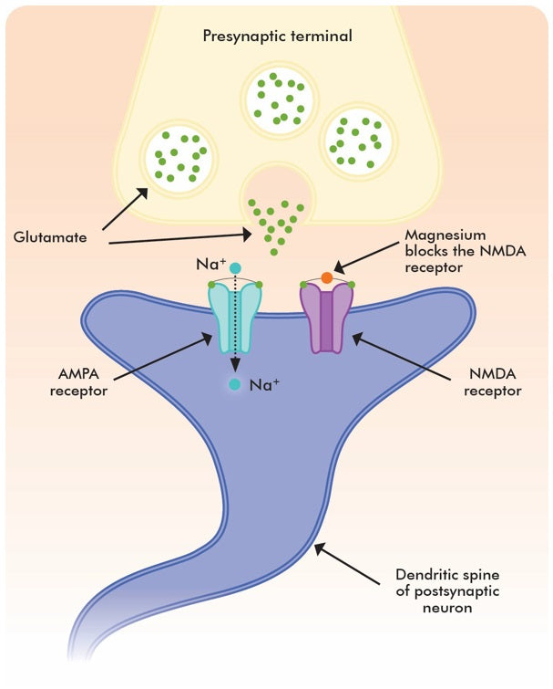 Metagenics CalmX Figure 1: Magnesium reduces the effect of NMDA receptor stimulation by acting as a voltage-gated antagonist at the glutamate NMDA receptor in the brain