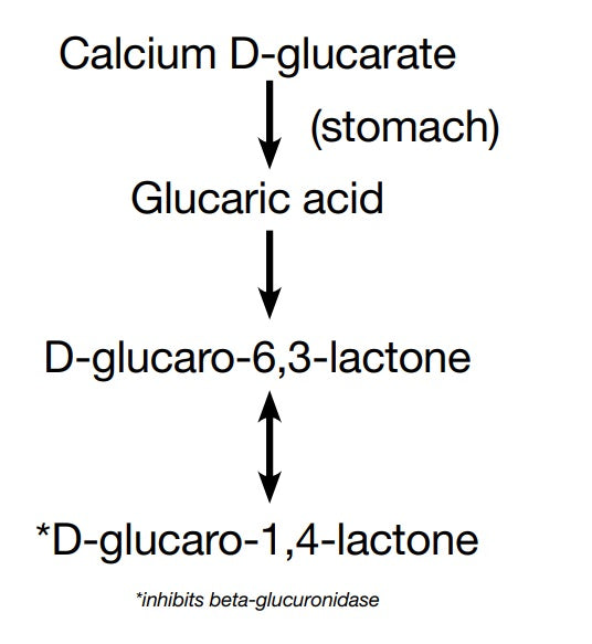 Figure I Metabolism of calcium D-glucarate3