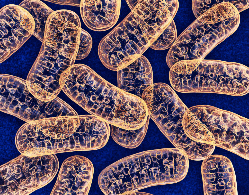 Nitochondria Cells | HelthMasters